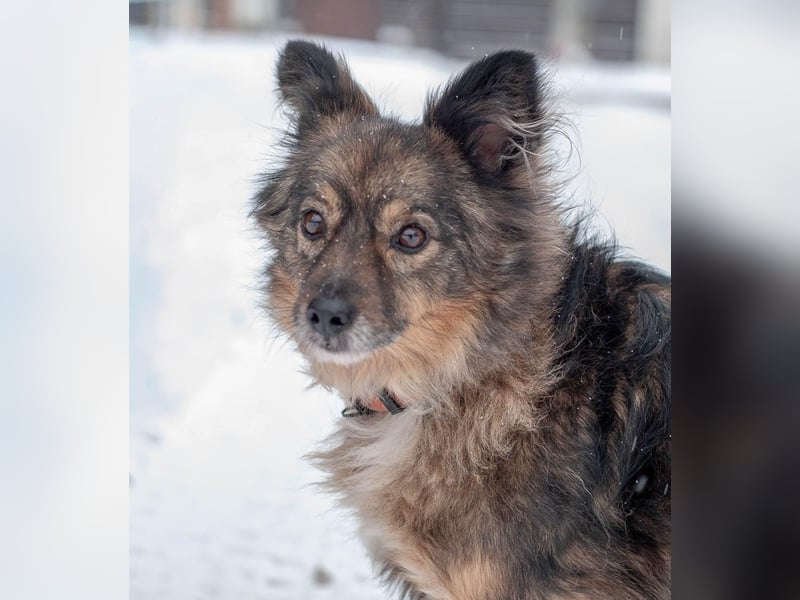 Süßer Keks Fantik (Ukraine)