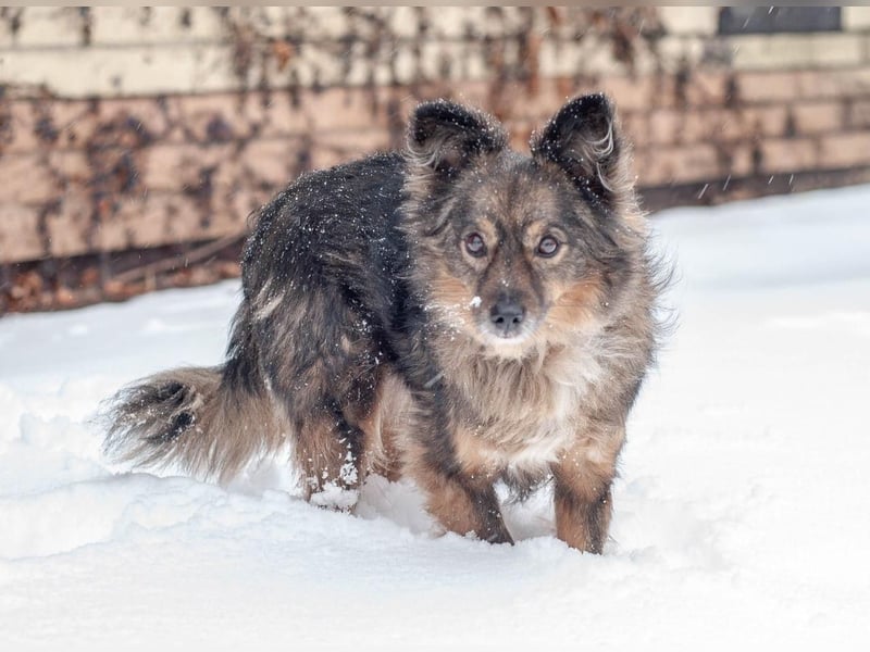 Süßer Keks Fantik (Ukraine)