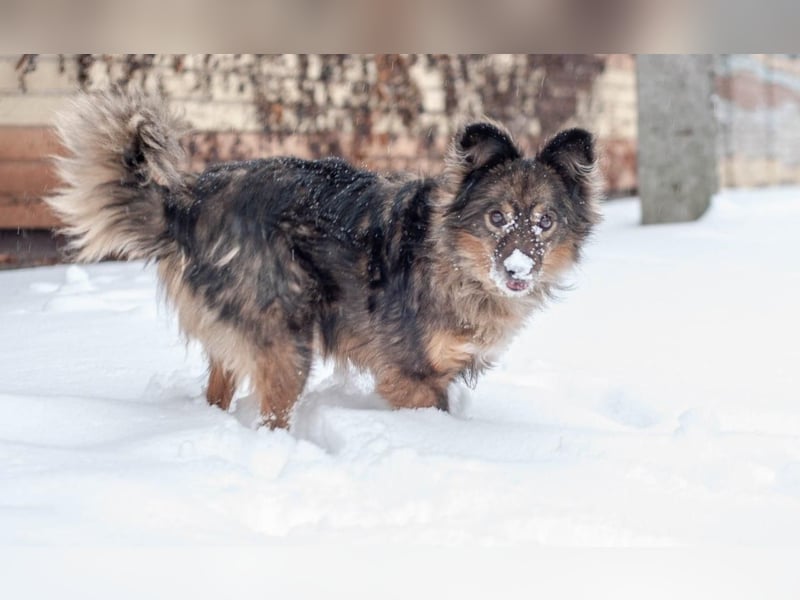 Süßer Keks Fantik (Ukraine)