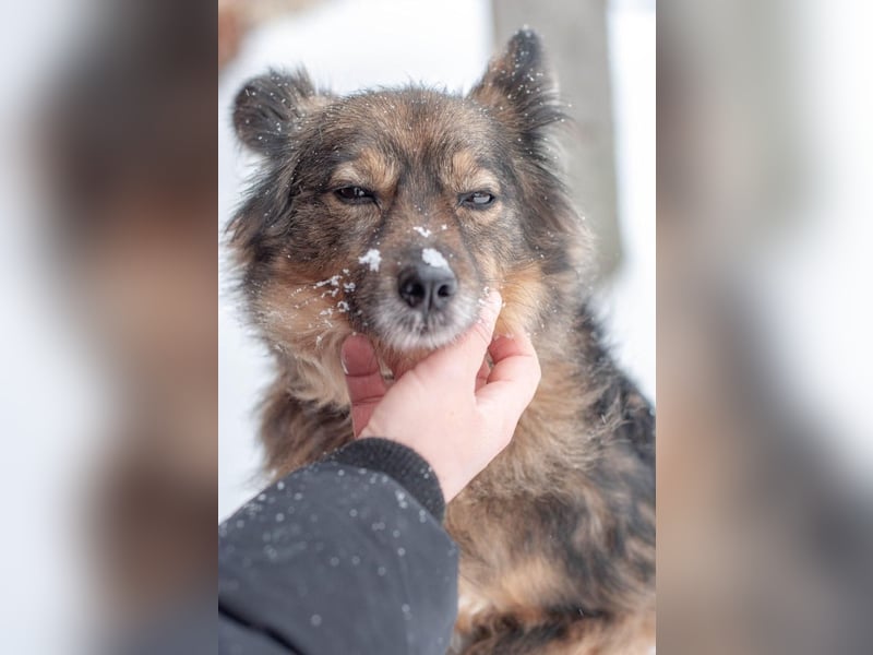 Süßer Keks Fantik (Ukraine)