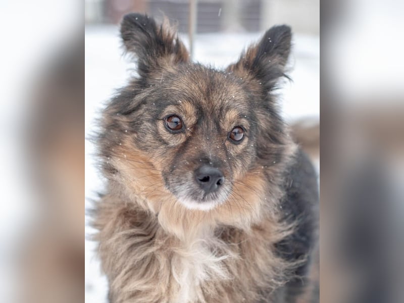 Süßer Keks Fantik (Ukraine)