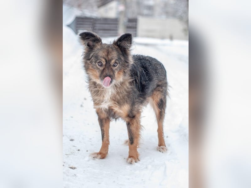 Süßer Keks Fantik (Ukraine)