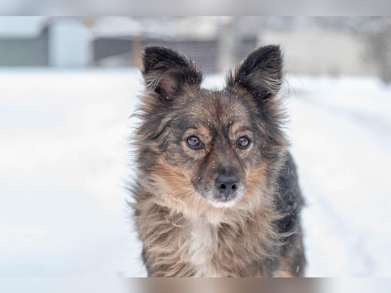 Süßer Keks Fantik (Ukraine)