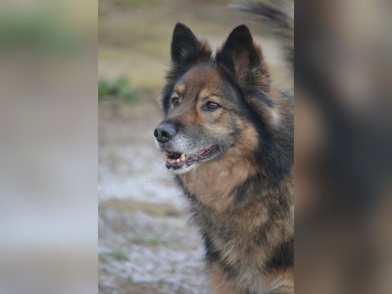 „Chuck“- Rüde, aufmerksam und lieb, sucht erfahrenes Einzel-Zuhause