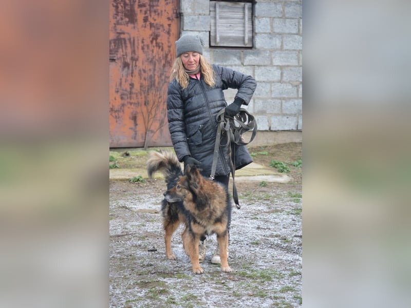 „Chuck“- Rüde, aufmerksam und lieb, sucht erfahrenes Einzel-Zuhause