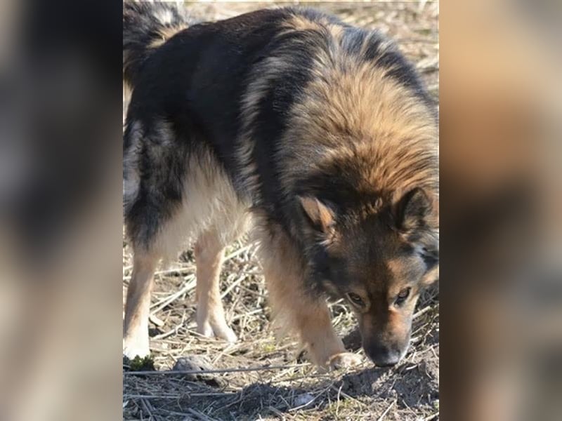 „Chuck“- Rüde, aufmerksam und lieb, sucht erfahrenes Einzel-Zuhause