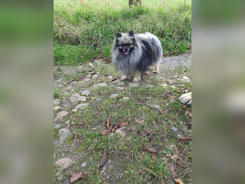 Kleinspitz Welpen VDH / FCI