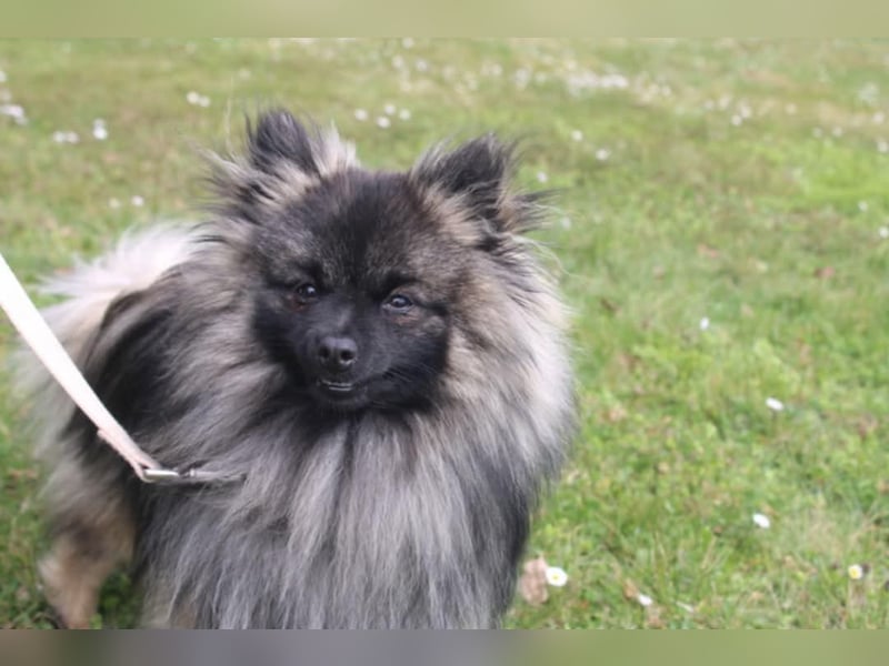 Kleinspitz Welpen VDH / FCI