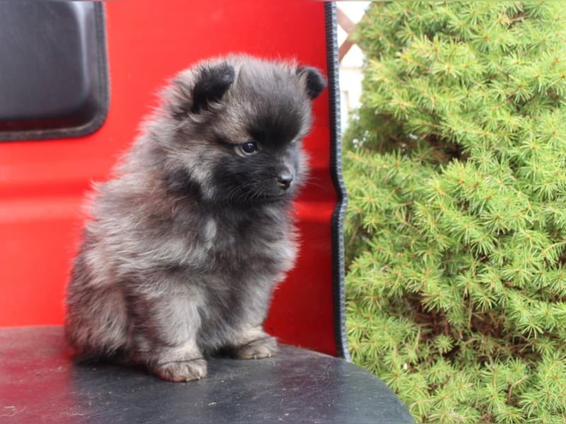 Kleinspitz Welpen VDH / FCI