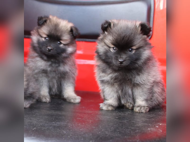 Kleinspitz Welpen VDH / FCI