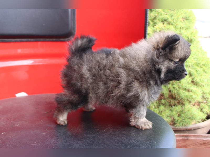 Kleinspitz Welpen VDH / FCI