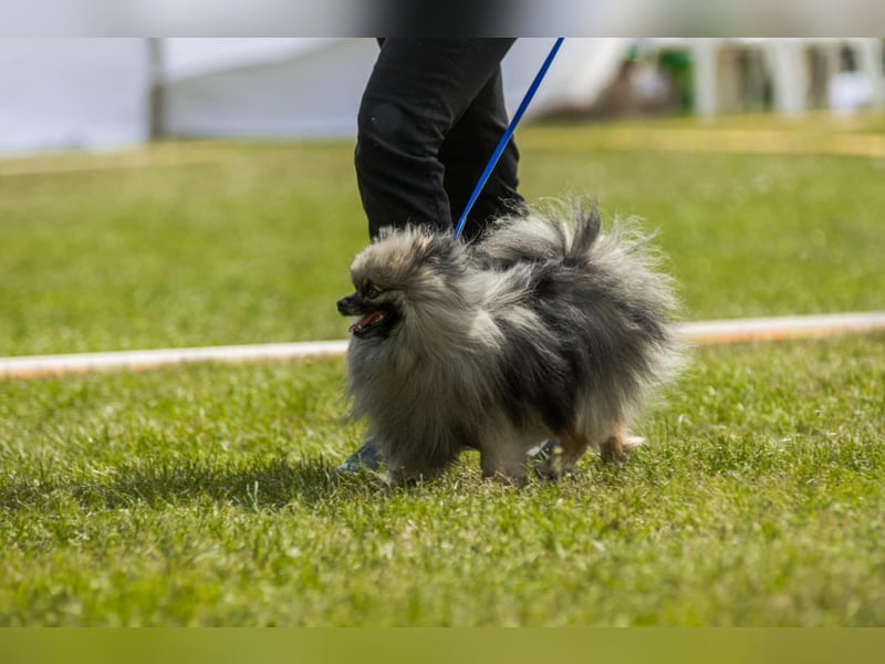 Kleinspitz Welpen VDH / FCI