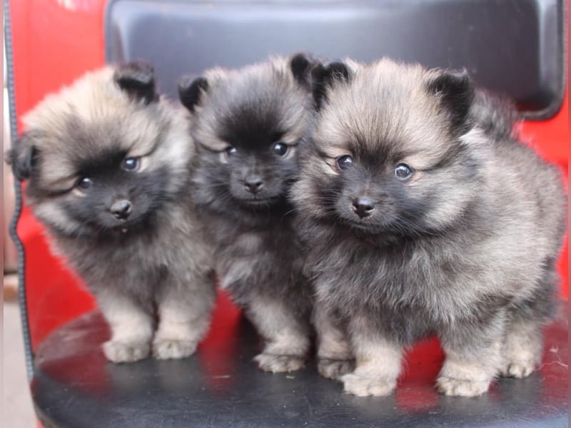 Kleinspitz Welpen VDH / FCI