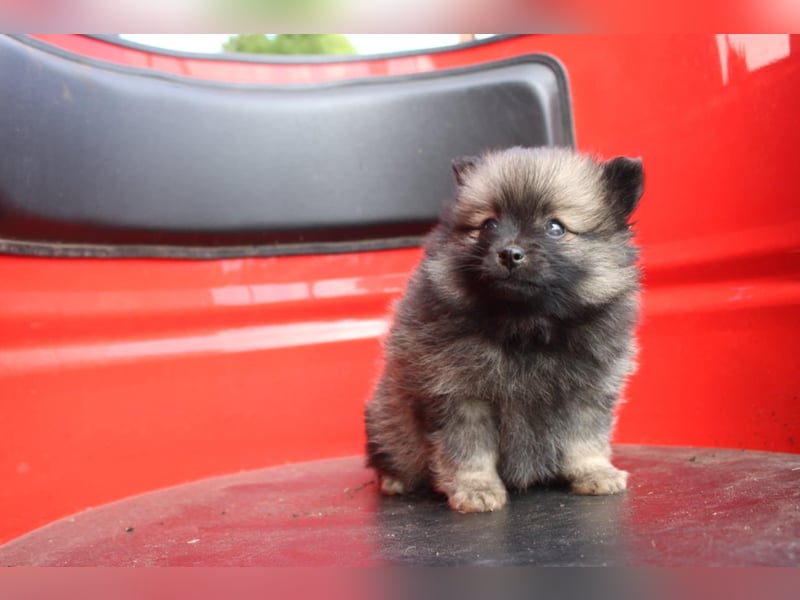 Kleinspitz Welpen VDH / FCI