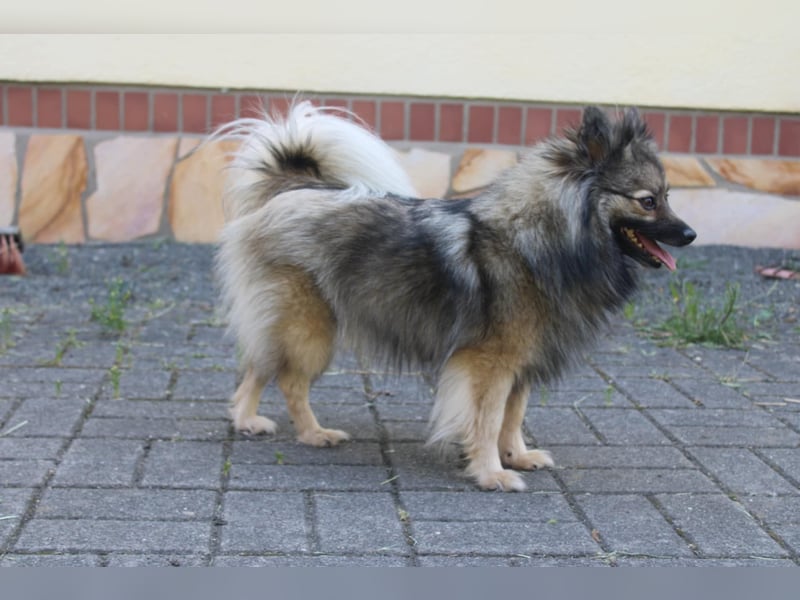 Kleinspitz Welpen VDH / FCI