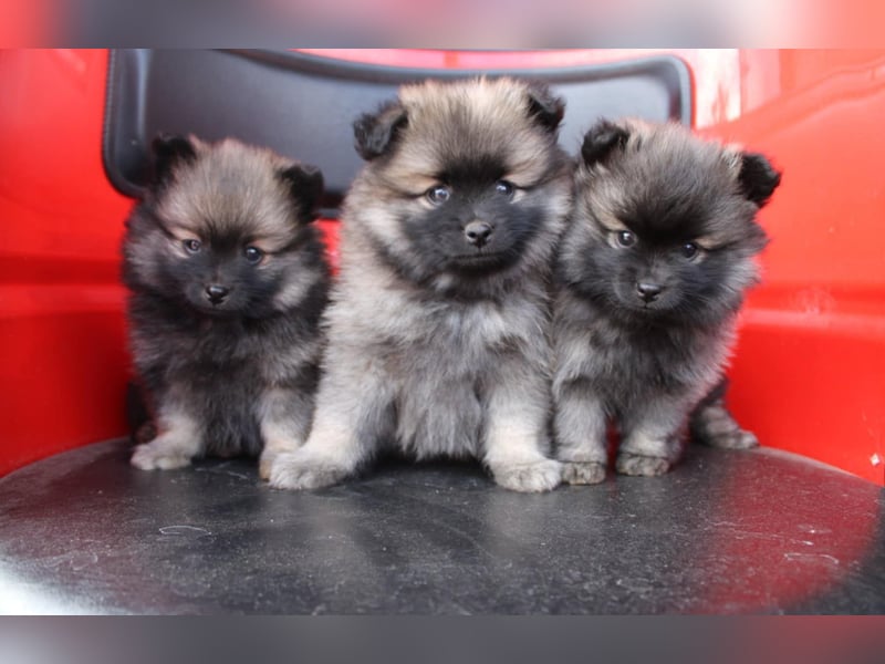 Kleinspitz Welpen VDH / FCI