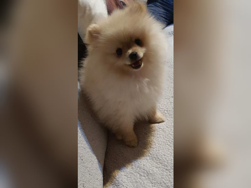 Süßer Pomeranian Welpe sucht ein liebevolles Zuhause