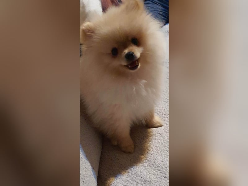 Süßer Pomeranian Welpe sucht ein liebevolles Zuhause