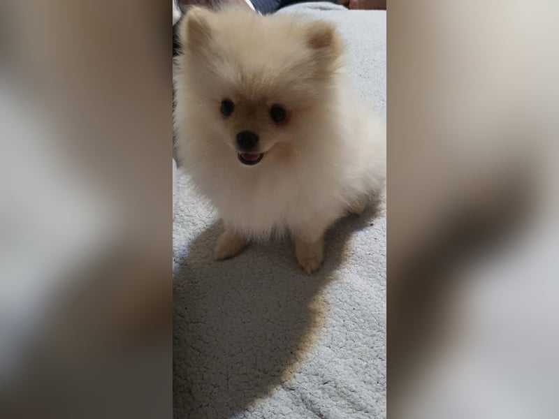 Süßer Pomeranian Welpe sucht ein liebevolles Zuhause