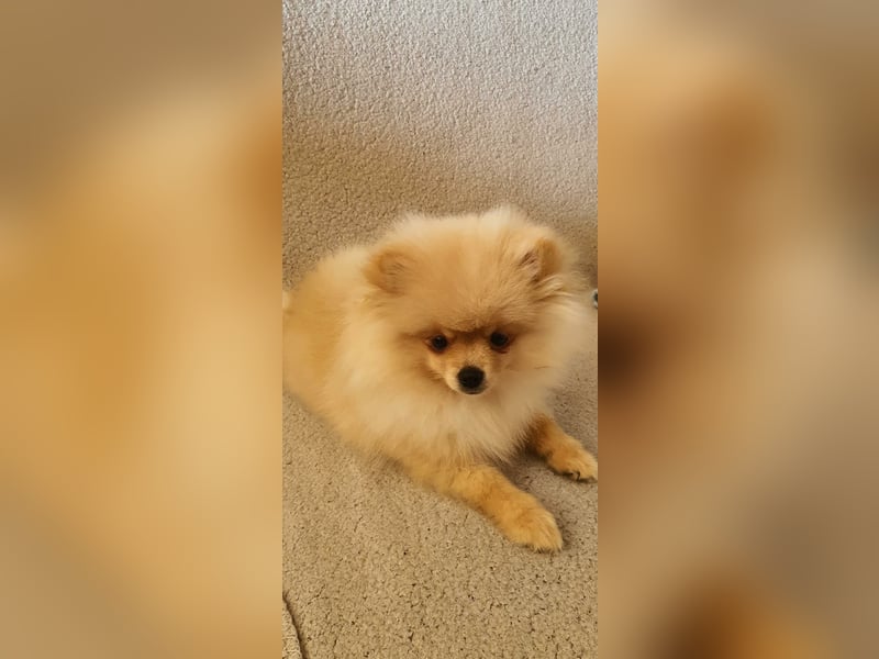 Süßer Pomeranian Welpe sucht ein liebevolles Zuhause