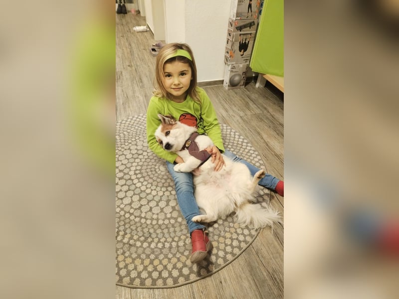 Zeus sucht liebevolles festes Zuhause