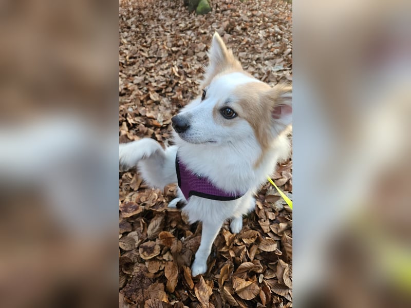 Zeus sucht liebevolles festes Zuhause