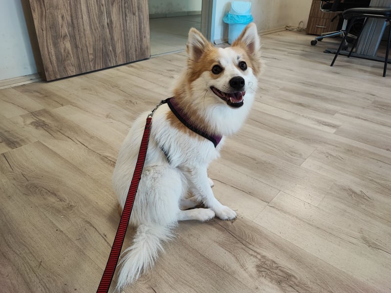 Zeus sucht liebevolles festes Zuhause