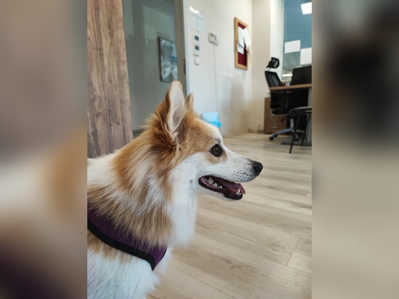 Zeus sucht liebevolles festes Zuhause