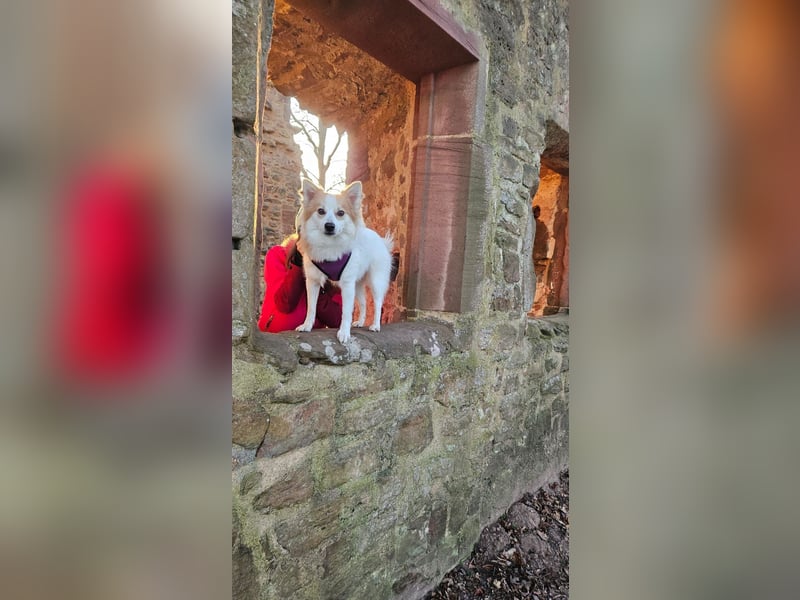 Zeus sucht liebevolles festes Zuhause