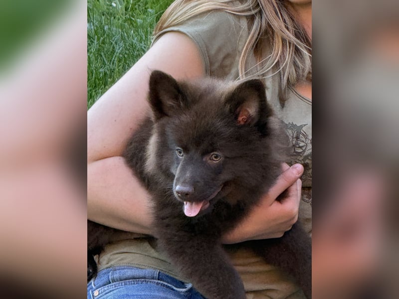 4 Großspitz‑Welpen – 13 Wochen – bestens sozialisiert & bereit für ihre Familie