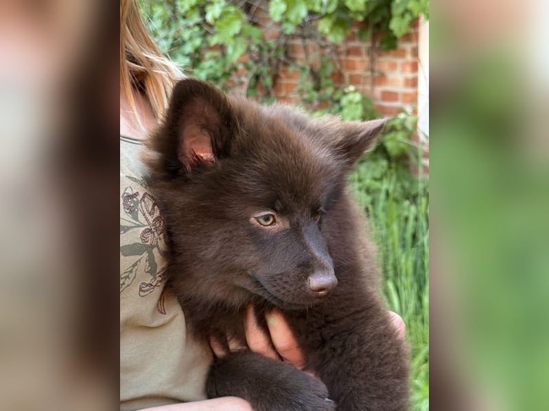 4 Großspitz‑Welpen – 13 Wochen – bestens sozialisiert & bereit für ihre Familie