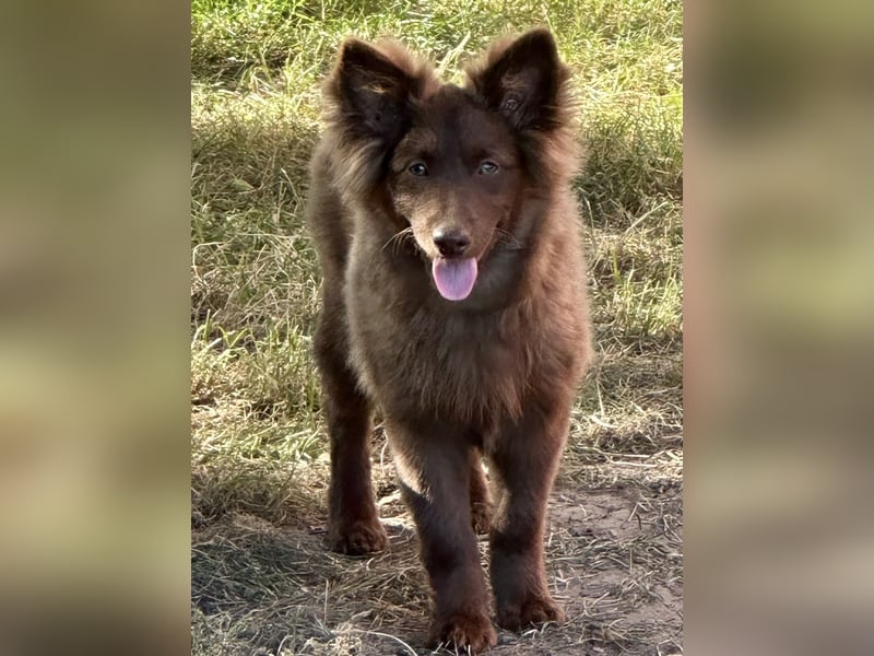 2 schokobraune Großspitz‑Welpen – bestens sozialisiert & bereit für ihre Familie