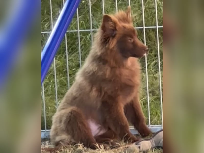 2 schokobraune Großspitz‑Welpen – bestens sozialisiert & bereit für ihre Familie