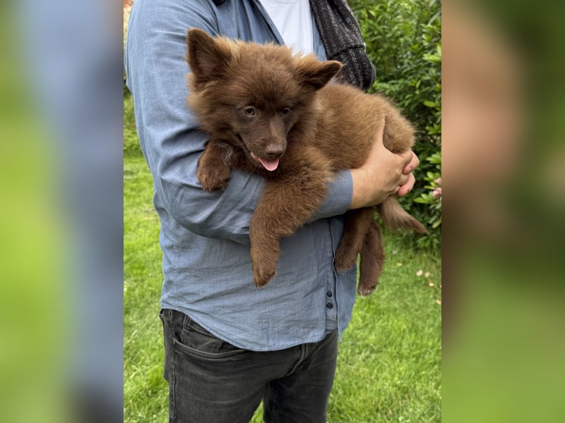 4 Großspitz‑Welpen – 13 Wochen – bestens sozialisiert & bereit für ihre Familie