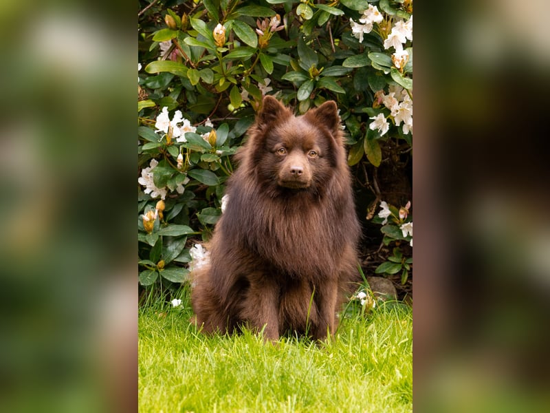 4 Großspitz‑Welpen – 13 Wochen – bestens sozialisiert & bereit für ihre Familie