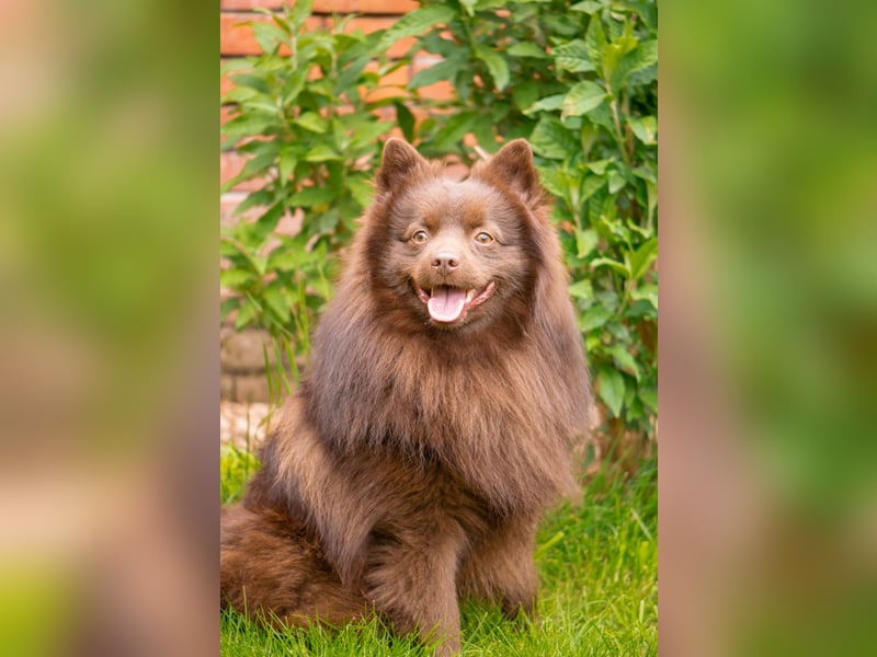 Vom Gut Beekenkamp: Noch wenige braune Großspitzwelpen in liebevolle Hände abzugeben