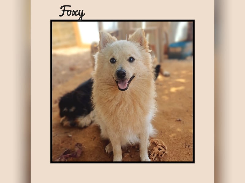 Der soziale u. anhängliche Spitz Rüde FOXY sucht Familienanschluss! MIT VIDEO!