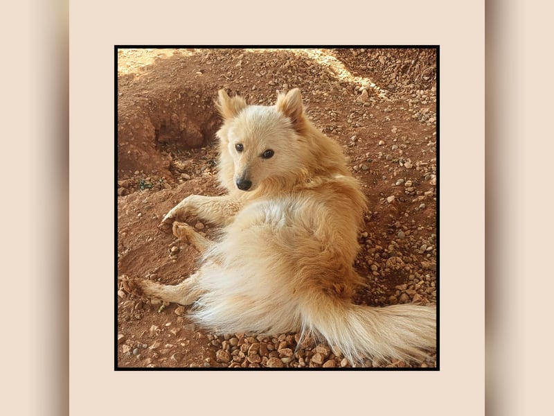 Der soziale u. anhängliche Spitz Rüde FOXY sucht Familienanschluss! MIT VIDEO!