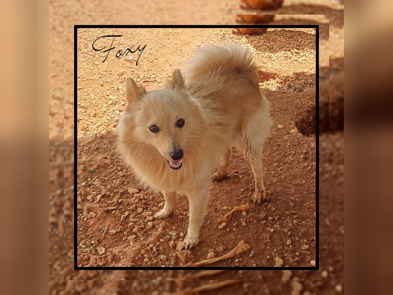 Der soziale u. anhängliche Spitz Rüde FOXY sucht Familienanschluss! MIT VIDEO!