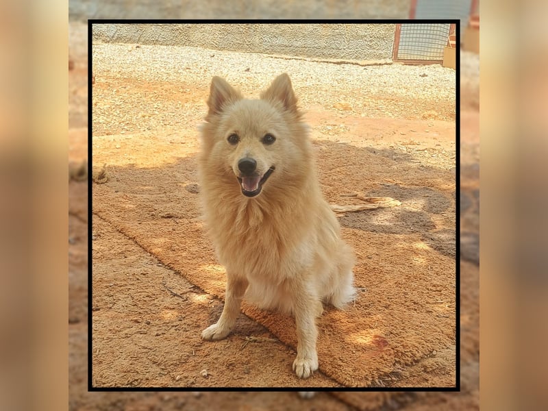 Der soziale u. anhängliche Spitz Rüde FOXY sucht Familienanschluss! MIT VIDEO!