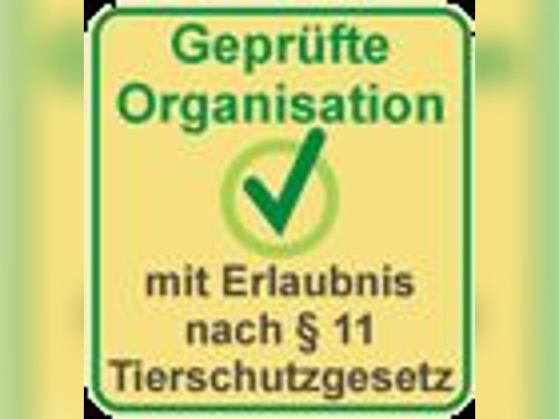 Der soziale u. anhängliche Spitz Rüde FOXY sucht Familienanschluss! MIT VIDEO!