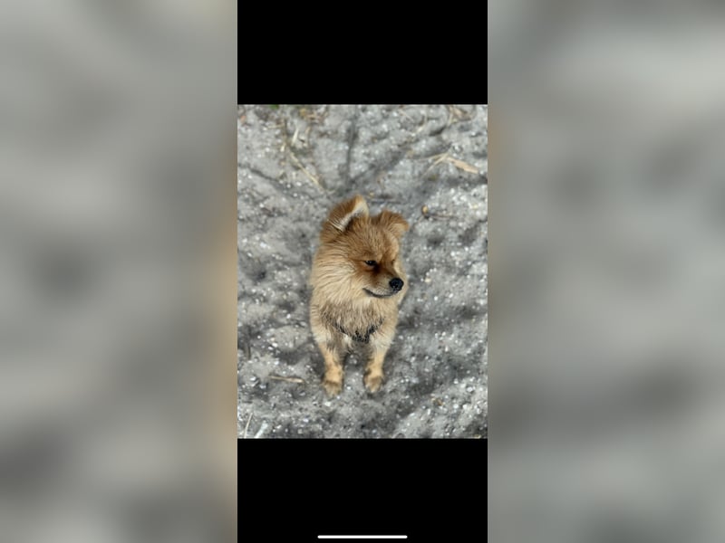 Lieber Spitz-Rüde sucht ein neues Zuhause 