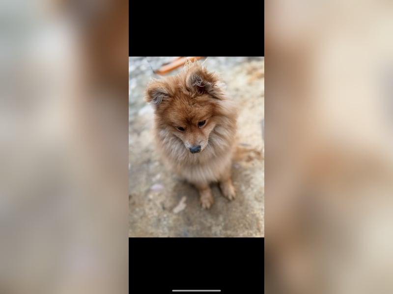 Lieber Spitz-Rüde sucht ein neues Zuhause 