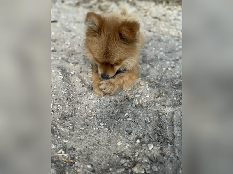 Lieber Spitz-Rüde sucht ein neues Zuhause 