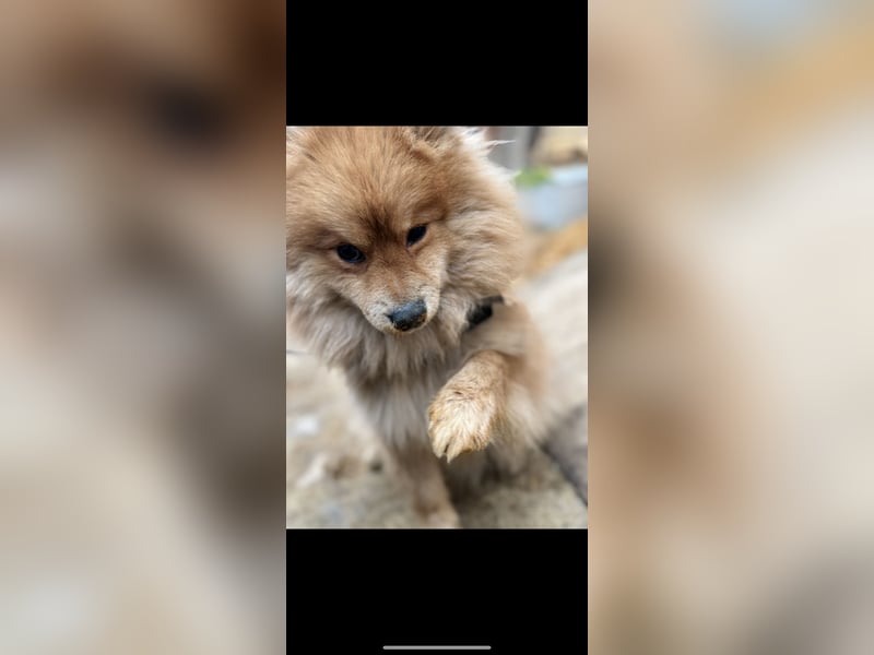 Lieber Spitz-Rüde sucht ein neues Zuhause 