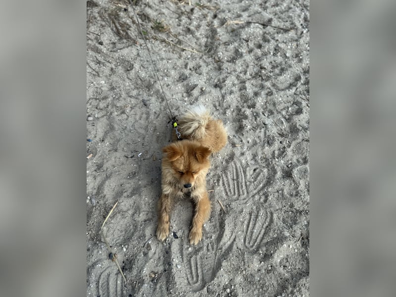 Lieber Spitz-Rüde sucht ein neues Zuhause 