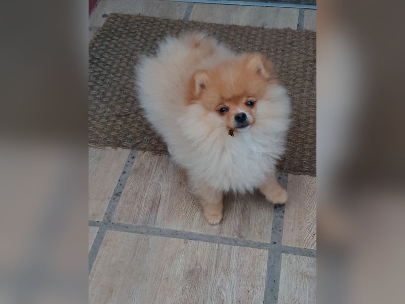 Pomeranian Zwergspitz mit Ahnentafel