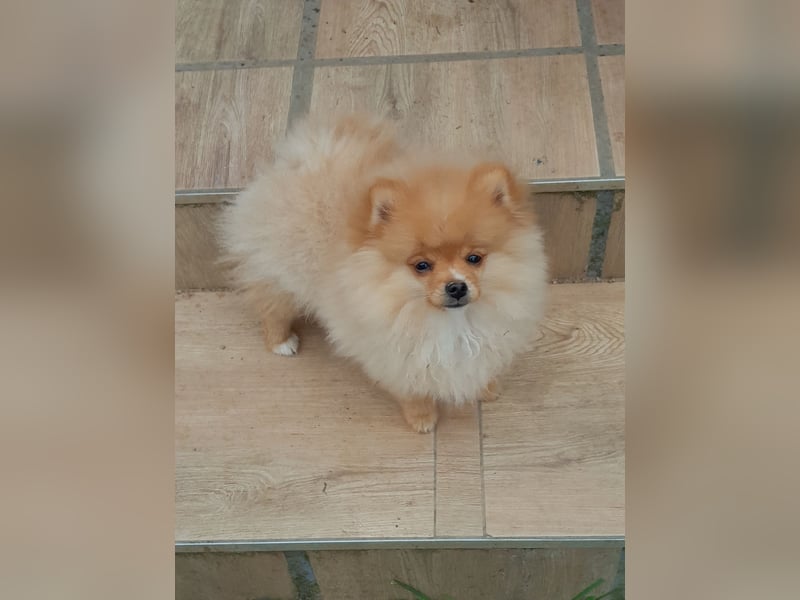 Pomeranian Zwergspitz mit Ahnentafel