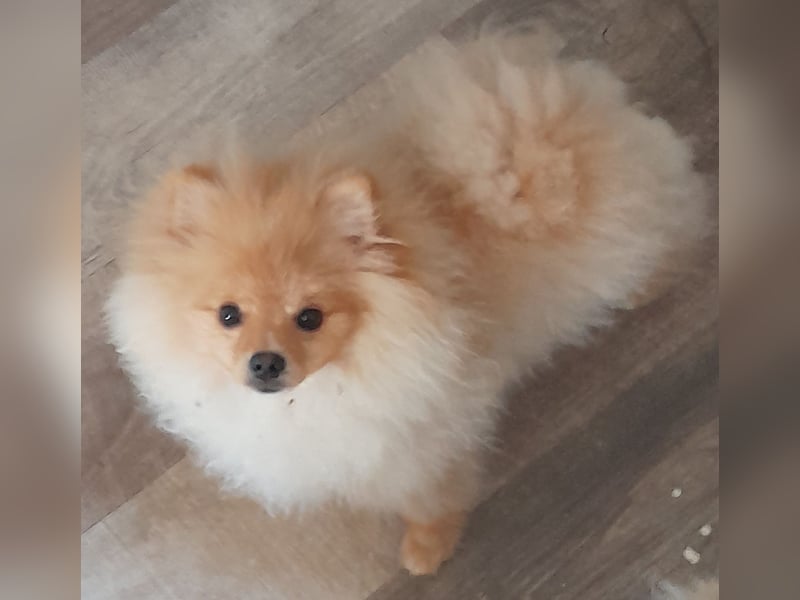 Pomeranian Zwergspitz mit Ahnentafel