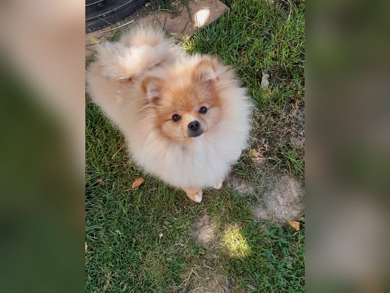 Pomeranian Zwergspitz mit Ahnentafel